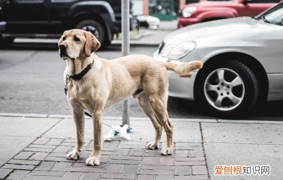 怎样教狗狗上狗厕所,让狗狗定点上厕所