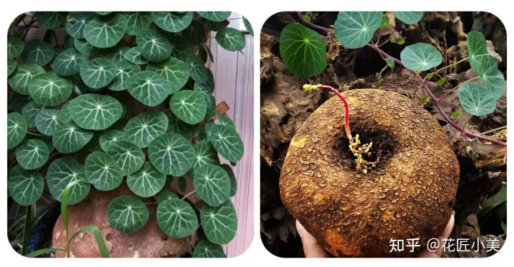 养花带给你什么样的乐趣,人养花三年,花养人一生!家居盆花100种,总有你喜欢的