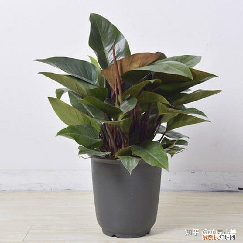 养花带给你什么样的乐趣,人养花三年,花养人一生!家居盆花100种,总有你喜欢的