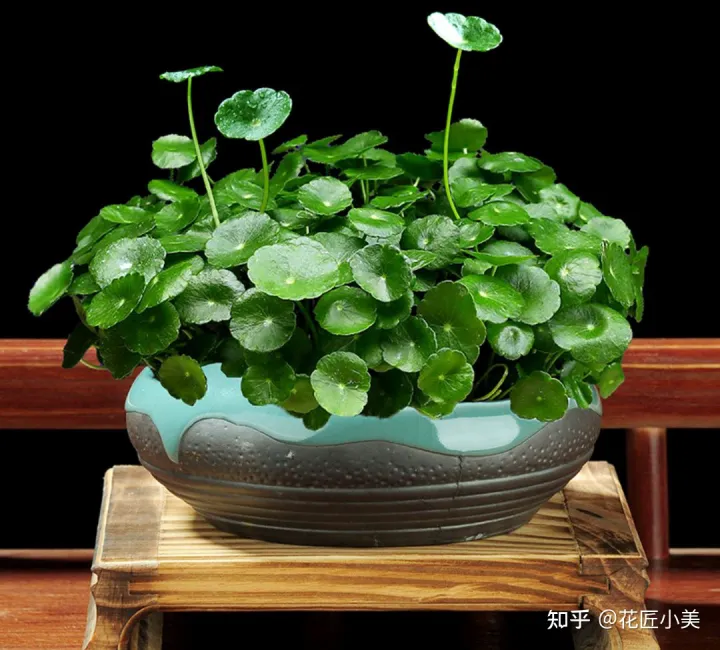 养花带给你什么样的乐趣,人养花三年,花养人一生!家居盆花100种,总有你喜欢的