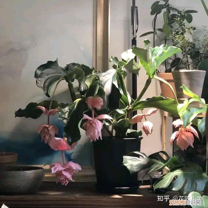 养花带给你什么样的乐趣,人养花三年,花养人一生!家居盆花100种,总有你喜欢的