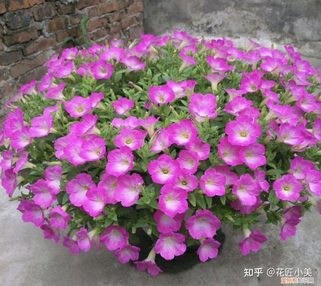 养花带给你什么样的乐趣,人养花三年,花养人一生!家居盆花100种,总有你喜欢的