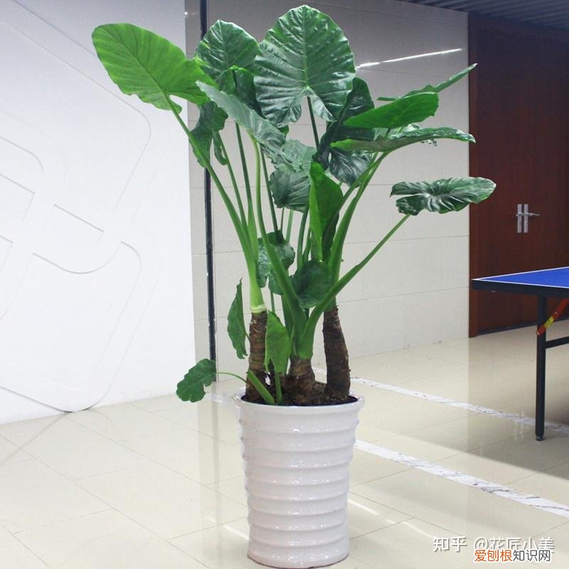 养花带给你什么样的乐趣,人养花三年,花养人一生!家居盆花100种,总有你喜欢的
