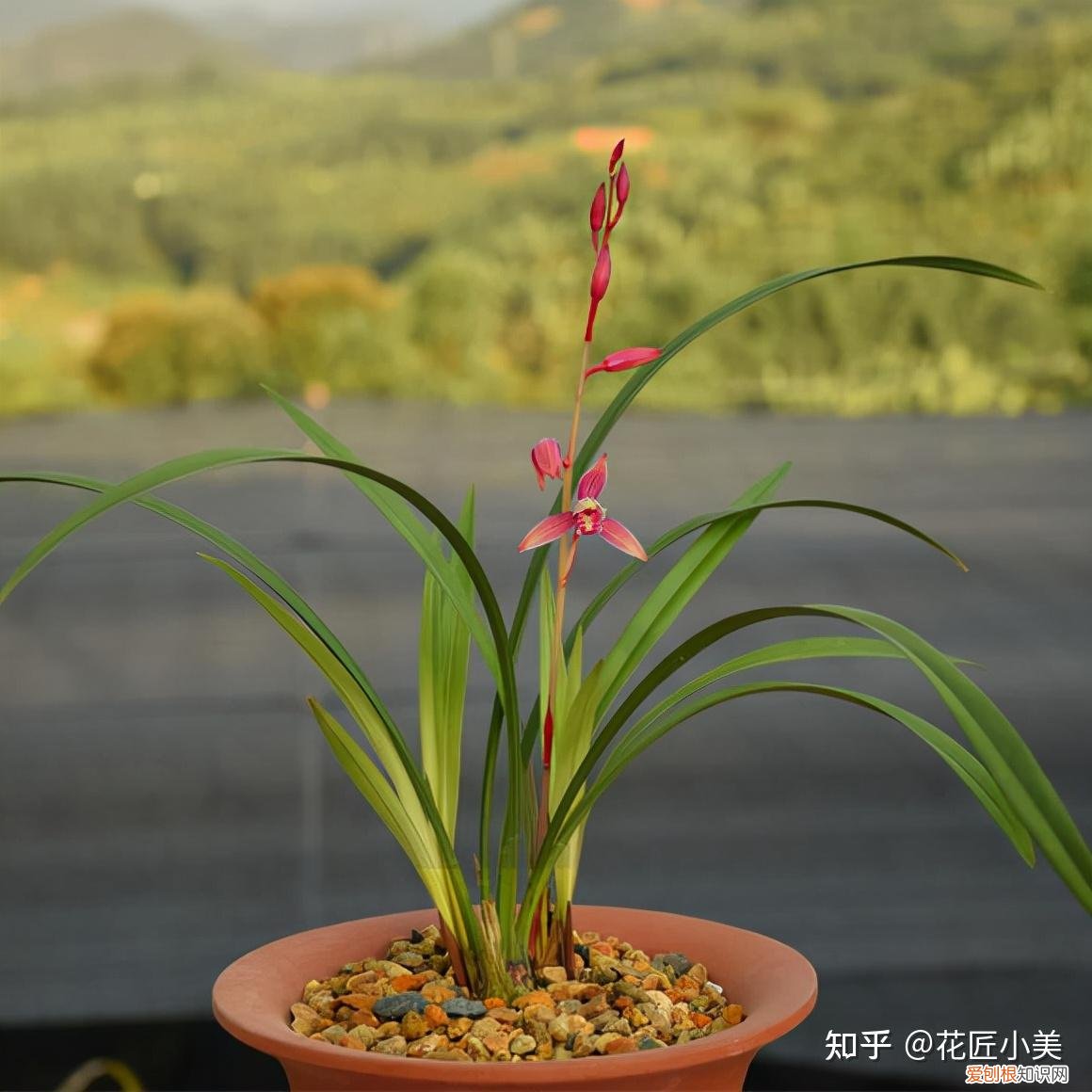 养花带给你什么样的乐趣,人养花三年,花养人一生!家居盆花100种,总有你喜欢的