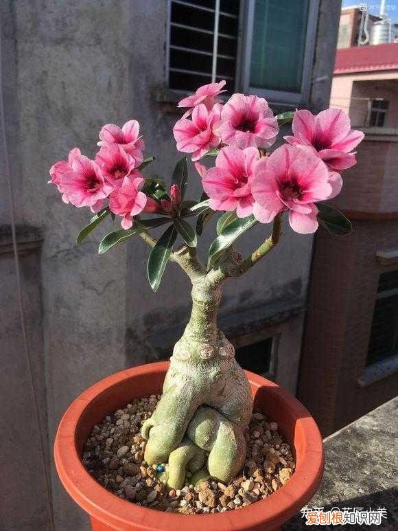 养花带给你什么样的乐趣,人养花三年,花养人一生!家居盆花100种,总有你喜欢的