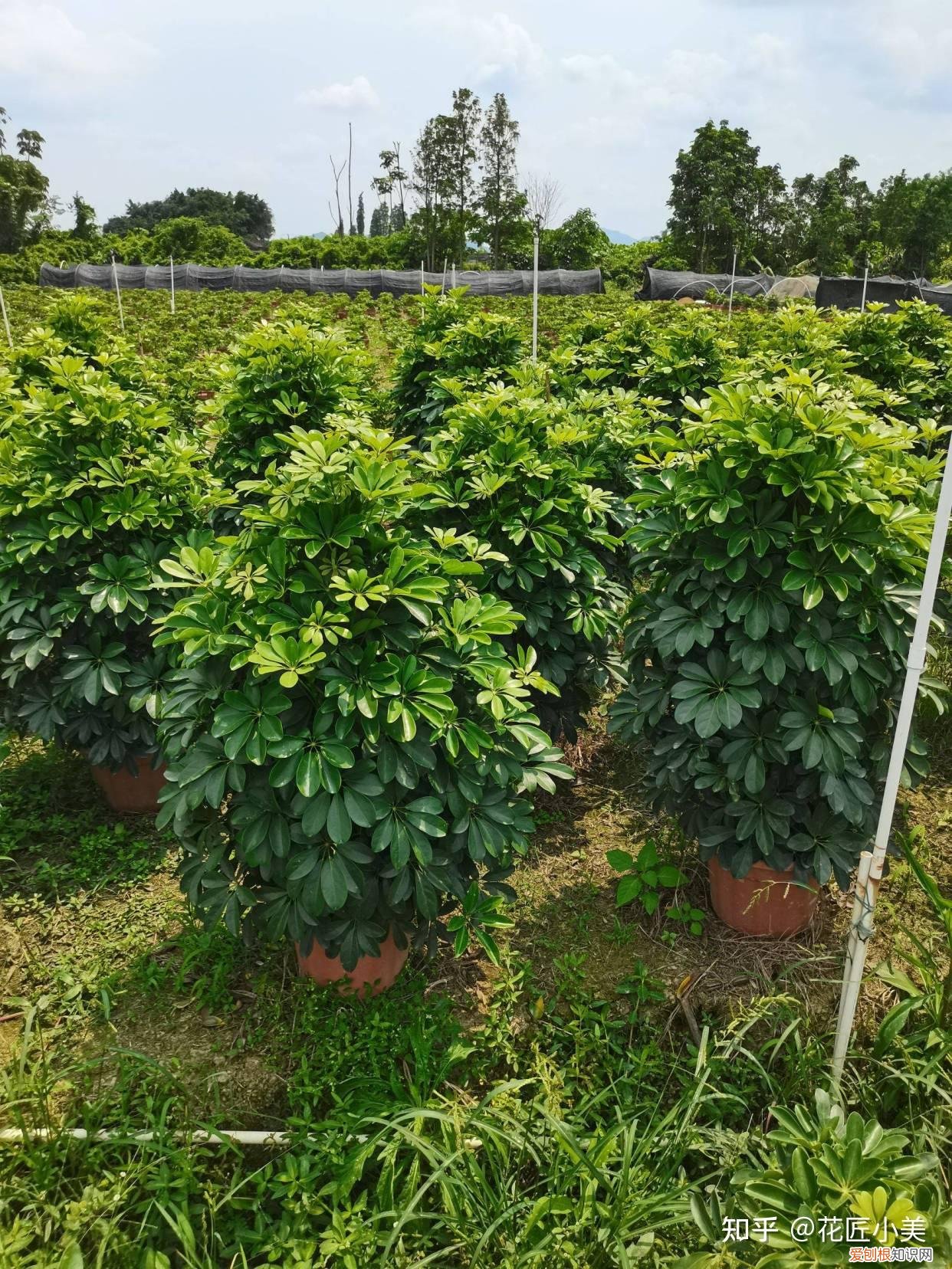 养花带给你什么样的乐趣,人养花三年,花养人一生!家居盆花100种,总有你喜欢的
