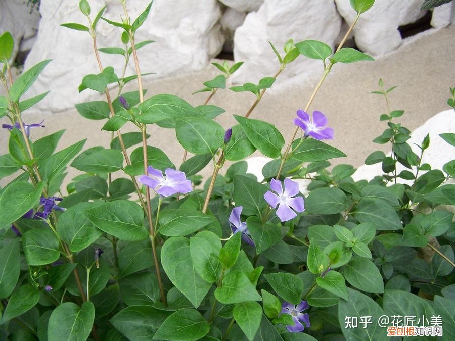 养花带给你什么样的乐趣,人养花三年,花养人一生!家居盆花100种,总有你喜欢的