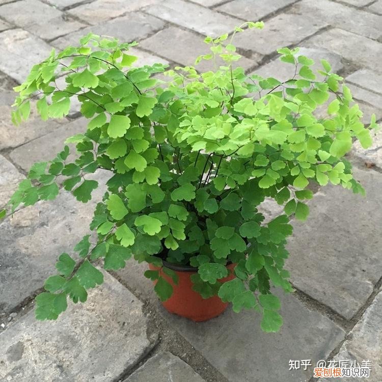 养花带给你什么样的乐趣,人养花三年,花养人一生!家居盆花100种,总有你喜欢的