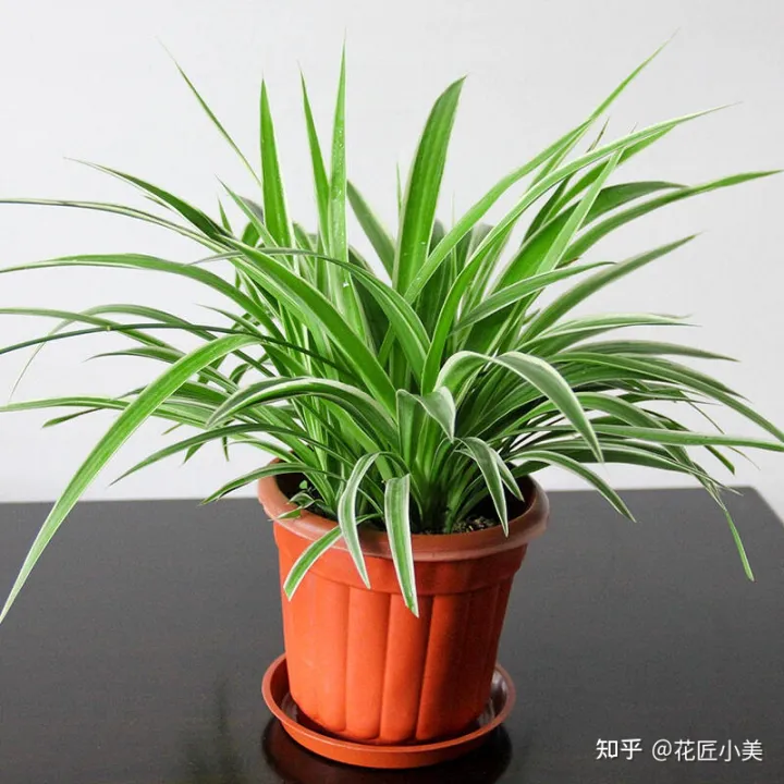 养花带给你什么样的乐趣,人养花三年,花养人一生!家居盆花100种,总有你喜欢的