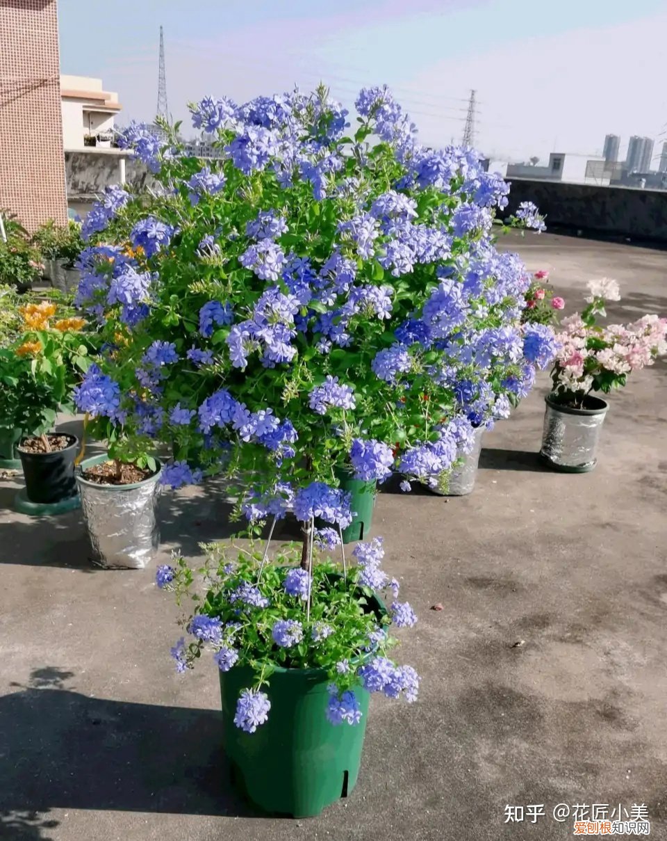 养花带给你什么样的乐趣,人养花三年,花养人一生!家居盆花100种,总有你喜欢的