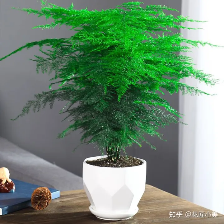 养花带给你什么样的乐趣,人养花三年,花养人一生!家居盆花100种,总有你喜欢的