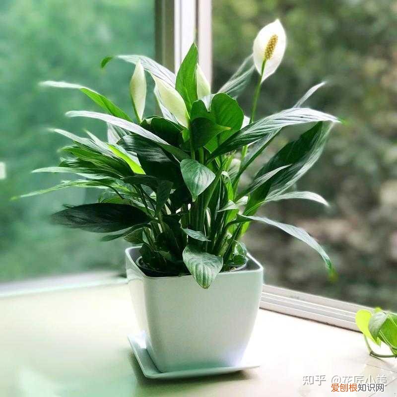 养花带给你什么样的乐趣,人养花三年,花养人一生!家居盆花100种,总有你喜欢的