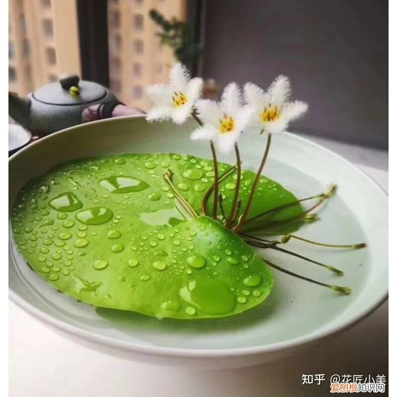 养花带给你什么样的乐趣,人养花三年,花养人一生!家居盆花100种,总有你喜欢的