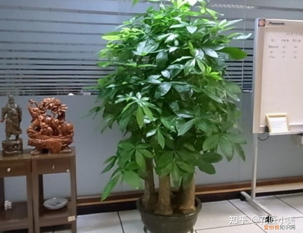 养花带给你什么样的乐趣,人养花三年,花养人一生!家居盆花100种,总有你喜欢的
