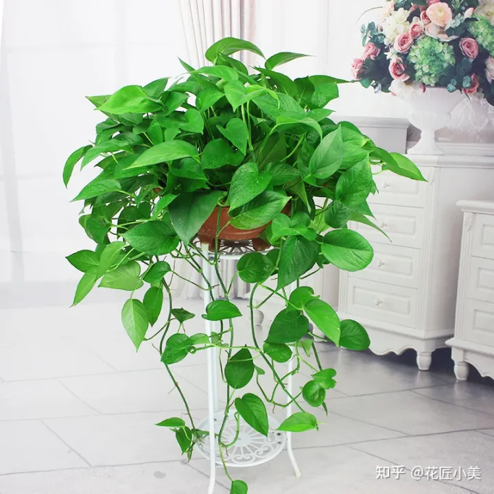 养花带给你什么样的乐趣,人养花三年,花养人一生!家居盆花100种,总有你喜欢的