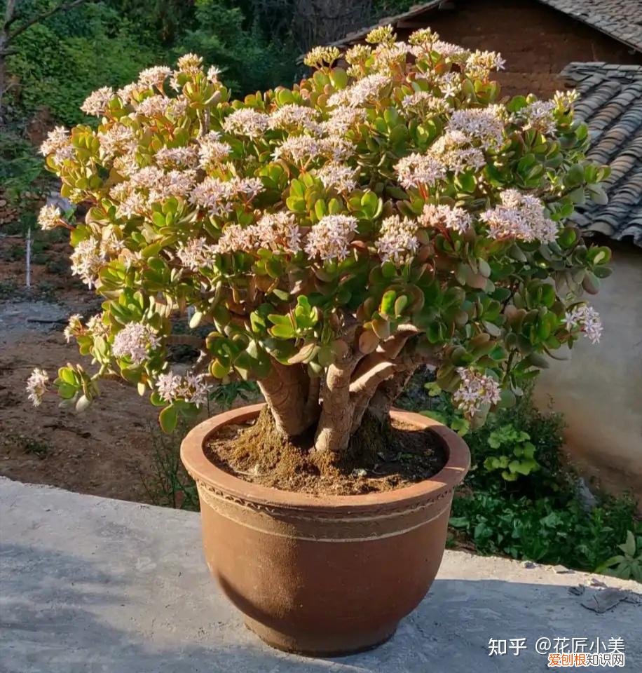 养花带给你什么样的乐趣,人养花三年,花养人一生!家居盆花100种,总有你喜欢的
