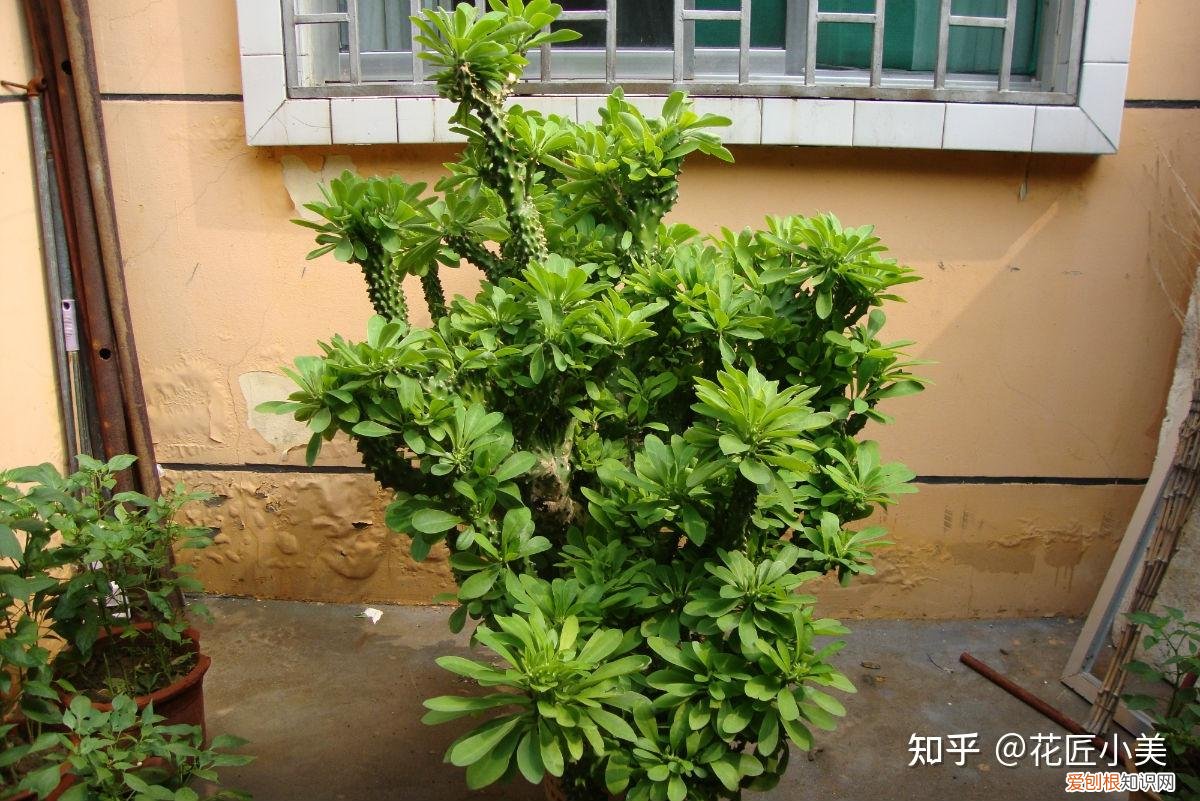 养花带给你什么样的乐趣,人养花三年,花养人一生!家居盆花100种,总有你喜欢的