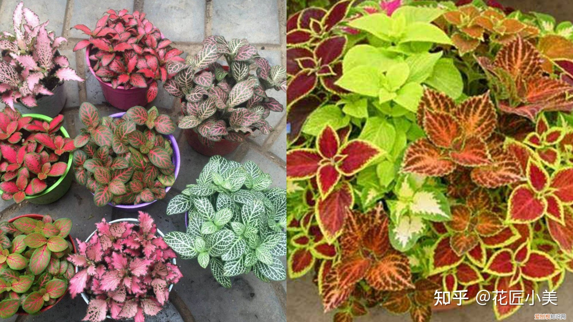 养花带给你什么样的乐趣,人养花三年,花养人一生!家居盆花100种,总有你喜欢的