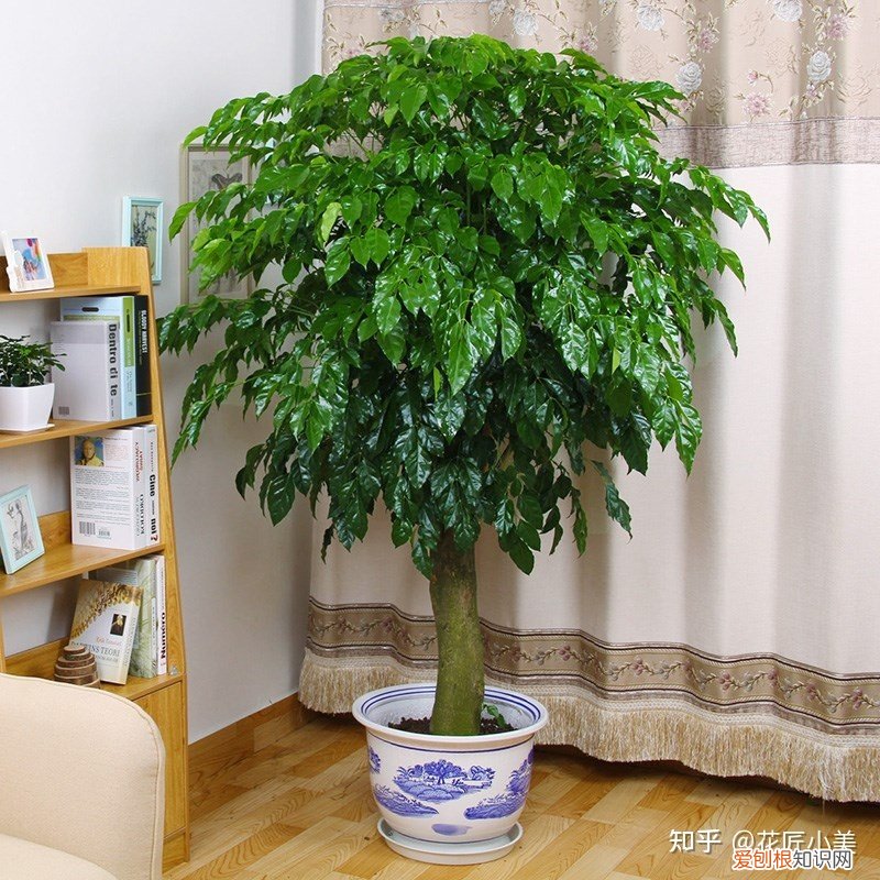 养花带给你什么样的乐趣,人养花三年,花养人一生!家居盆花100种,总有你喜欢的