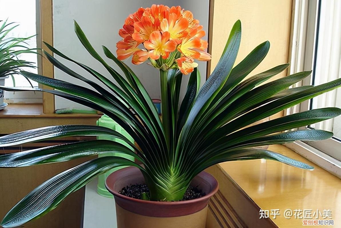 养花带给你什么样的乐趣,人养花三年,花养人一生!家居盆花100种,总有你喜欢的