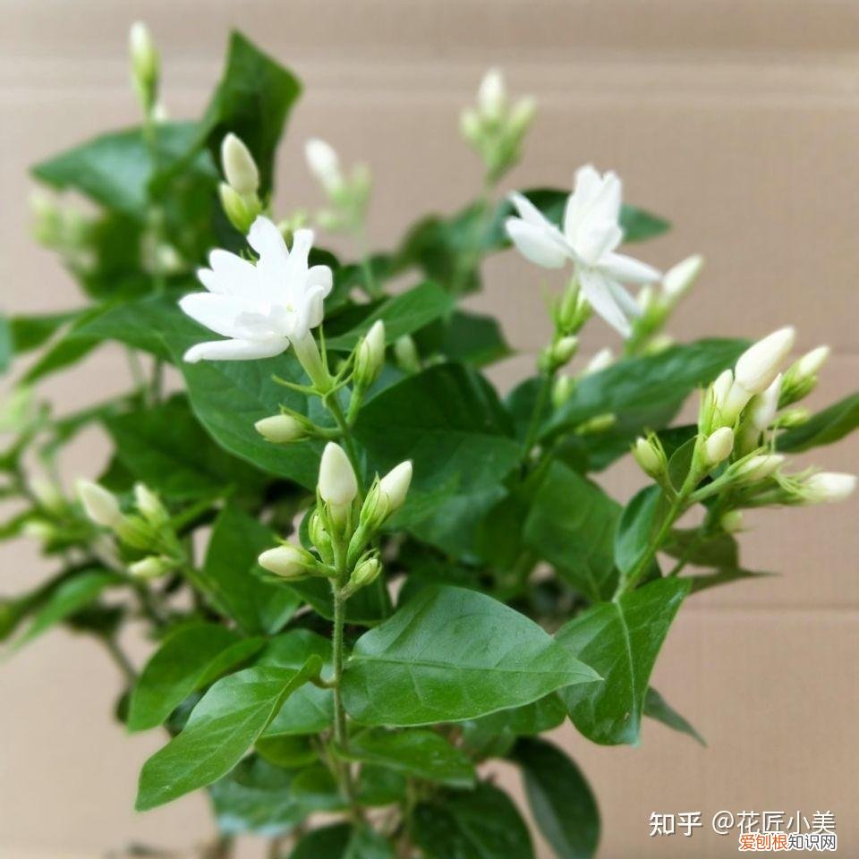养花带给你什么样的乐趣,人养花三年,花养人一生!家居盆花100种,总有你喜欢的