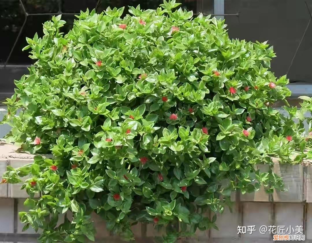 养花带给你什么样的乐趣,人养花三年,花养人一生!家居盆花100种,总有你喜欢的