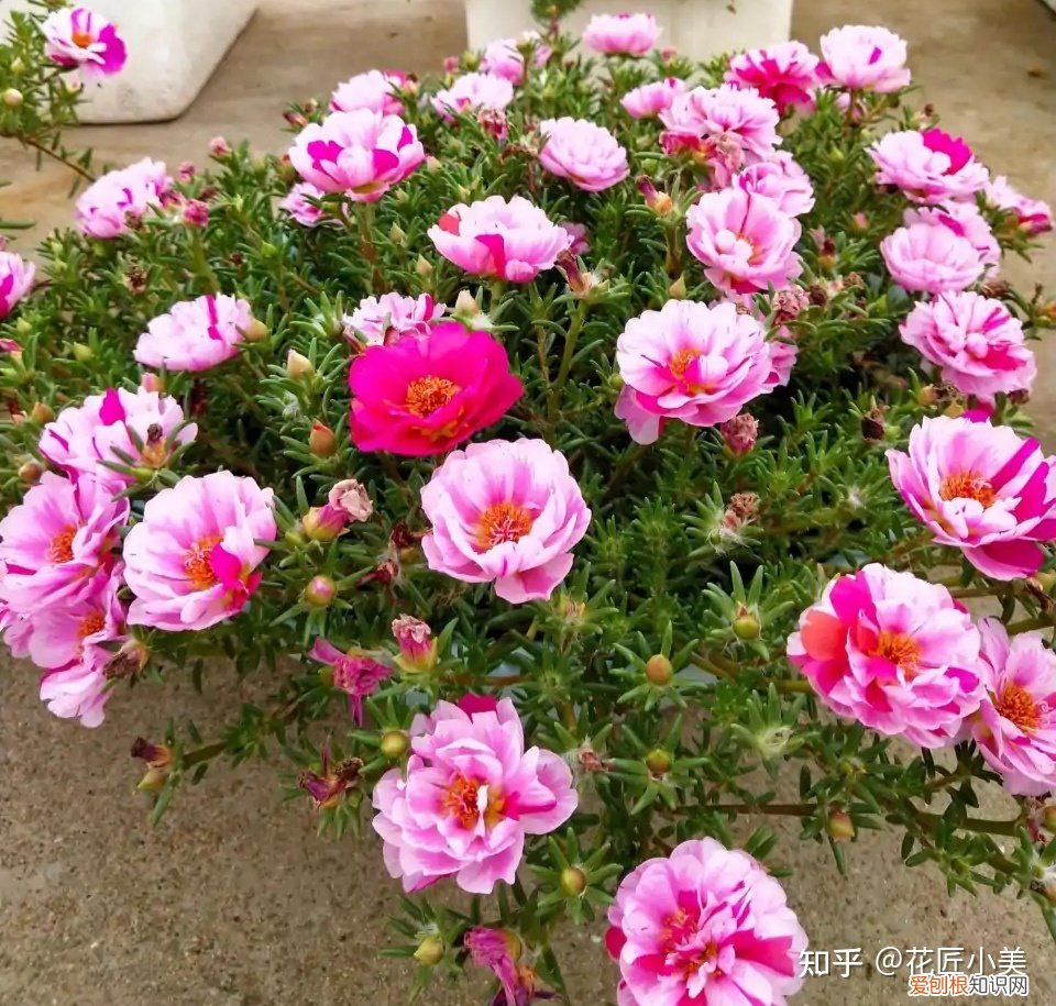 养花带给你什么样的乐趣,人养花三年,花养人一生!家居盆花100种,总有你喜欢的