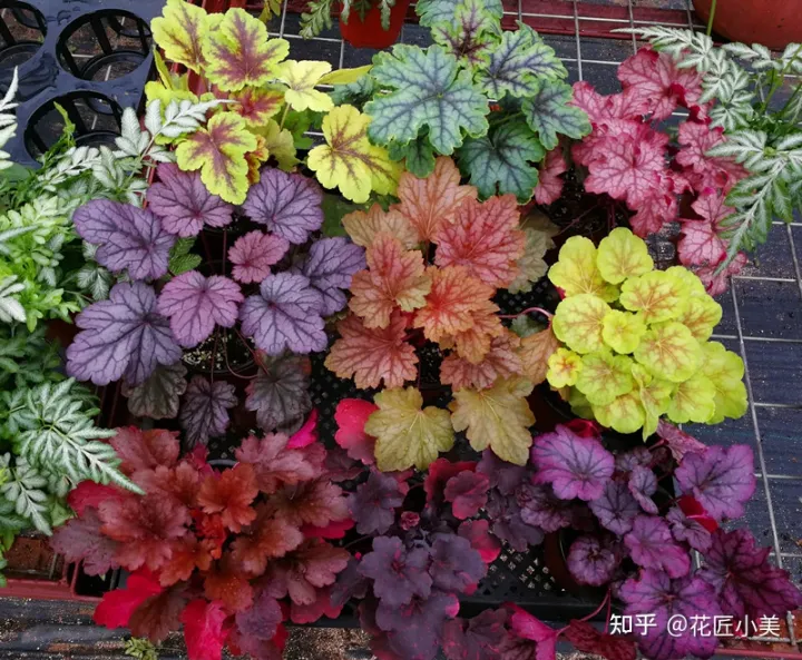 养花带给你什么样的乐趣,人养花三年,花养人一生!家居盆花100种,总有你喜欢的