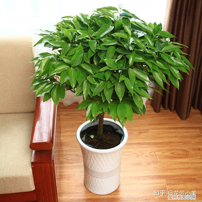 养花带给你什么样的乐趣,人养花三年,花养人一生!家居盆花100种,总有你喜欢的