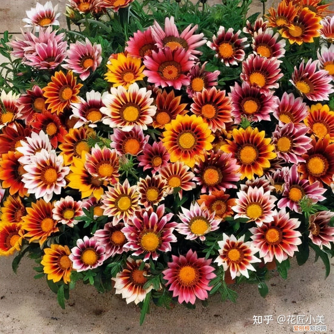 养花带给你什么样的乐趣,人养花三年,花养人一生!家居盆花100种,总有你喜欢的
