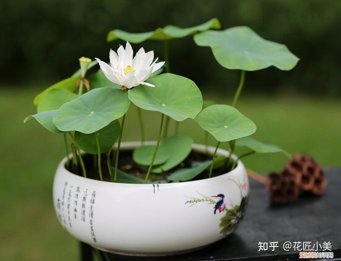 养花带给你什么样的乐趣,人养花三年,花养人一生!家居盆花100种,总有你喜欢的