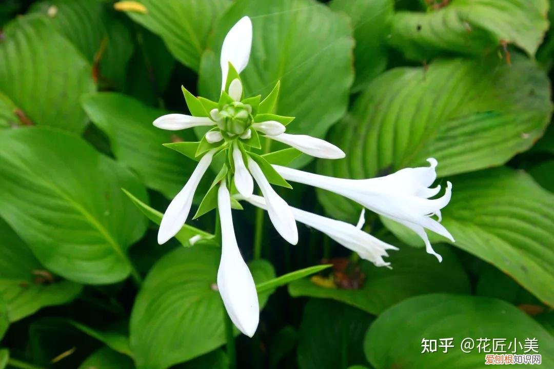 养花带给你什么样的乐趣,人养花三年,花养人一生!家居盆花100种,总有你喜欢的