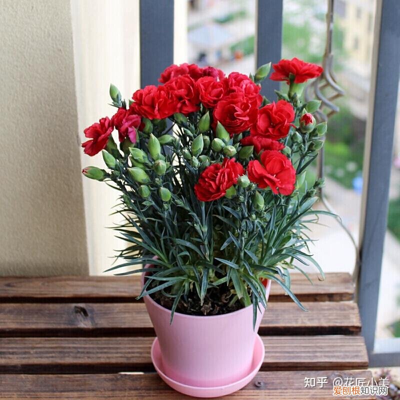 养花带给你什么样的乐趣,人养花三年,花养人一生!家居盆花100种,总有你喜欢的
