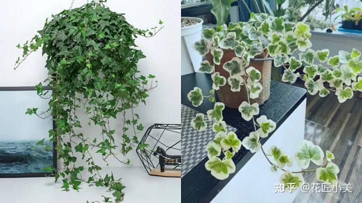 养花带给你什么样的乐趣,人养花三年,花养人一生!家居盆花100种,总有你喜欢的