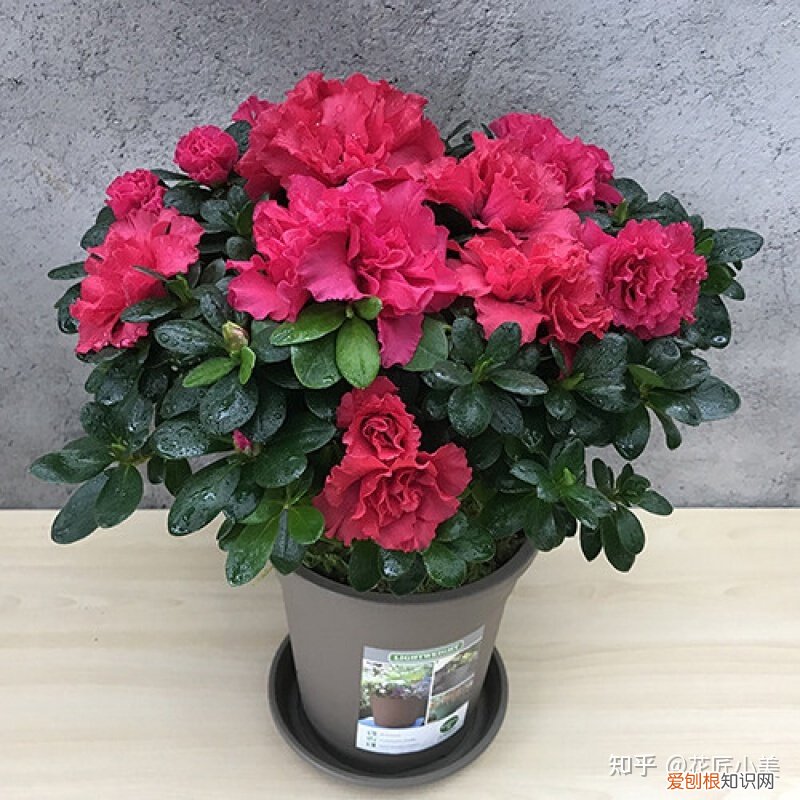 养花带给你什么样的乐趣,人养花三年,花养人一生!家居盆花100种,总有你喜欢的