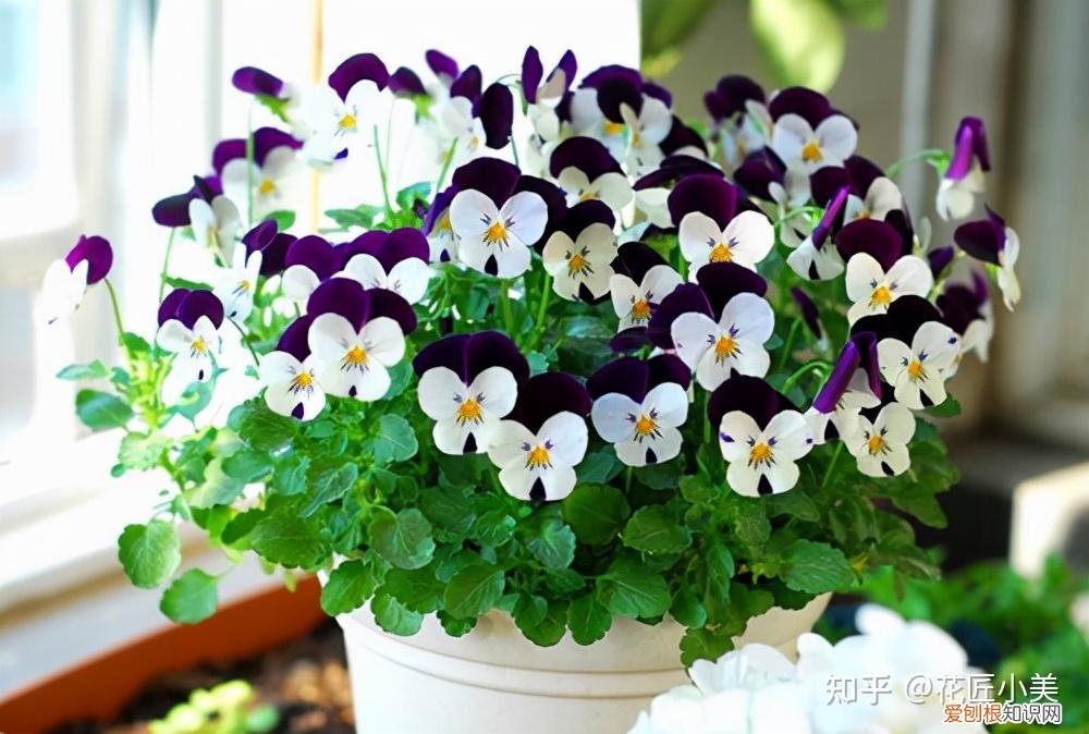养花带给你什么样的乐趣,人养花三年,花养人一生!家居盆花100种,总有你喜欢的