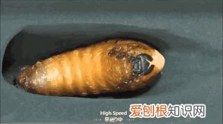 20个动物冷知识,这些动物的冷知识,多少人一个都没听说过