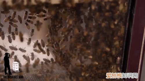 20个动物冷知识,这些动物的冷知识,多少人一个都没听说过