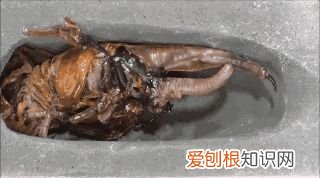 20个动物冷知识,这些动物的冷知识,多少人一个都没听说过