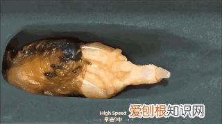 20个动物冷知识,这些动物的冷知识,多少人一个都没听说过
