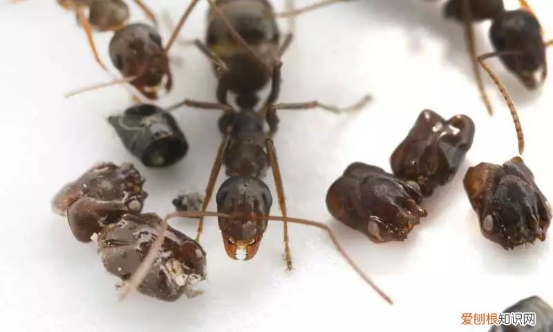 20个动物冷知识,这些动物的冷知识,多少人一个都没听说过