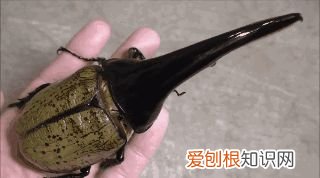 20个动物冷知识,这些动物的冷知识,多少人一个都没听说过