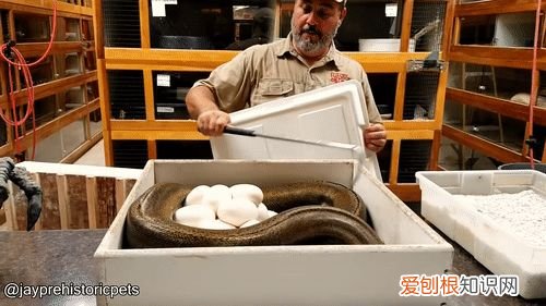 20个动物冷知识,这些动物的冷知识,多少人一个都没听说过