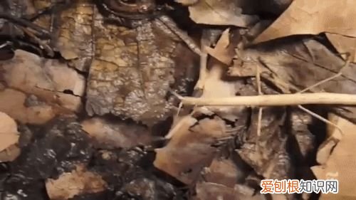 20个动物冷知识,这些动物的冷知识,多少人一个都没听说过