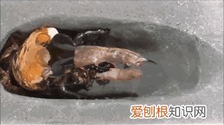 20个动物冷知识,这些动物的冷知识,多少人一个都没听说过