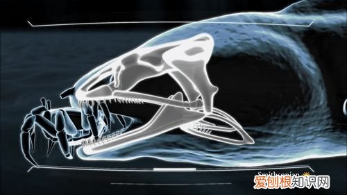 20个动物冷知识,这些动物的冷知识,多少人一个都没听说过