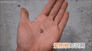 20个动物冷知识,这些动物的冷知识,多少人一个都没听说过