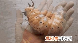20个动物冷知识,这些动物的冷知识,多少人一个都没听说过