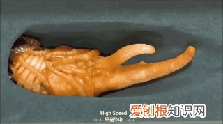 20个动物冷知识,这些动物的冷知识,多少人一个都没听说过