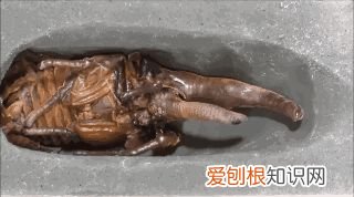 20个动物冷知识,这些动物的冷知识,多少人一个都没听说过